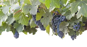 Uninhabited Vineyard Landscape Drucke: Grapes, grape vine, grape vineyard