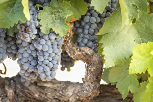 Western Europe Vineyards Drucke: Grapes, grape vine, grape vineyard