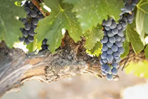 Wine Growing Region Drucke: Grapes, grape vine, grape vineyard