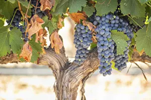 Wine Growing Region Drucke: Grapes, grape vine, grape vineyard