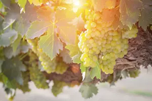 Agricultural Crop Plantation Drucke: Grapes, grape vine, grape vineyard