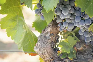 Wine Growing Region Drucke: Grapes, grape vine, grape vineyard