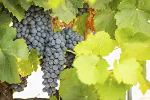 Wine Growing Region Drucke: Grapes, grape vine, grape vineyard