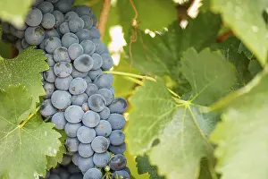 Wine Growing Region Drucke: Grapes, grape vine, grape vineyard