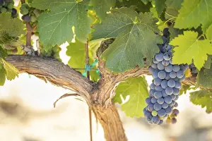 Wine Growing Region Drucke: Grapes, grape vine, grape vineyard