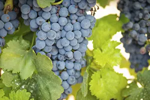 Wine Growing Region Drucke: Grapes, grape vine, grape vineyard