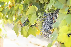 American Viticulture Drucke: Grapes, grape vine, grape vineyard