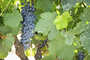 Wine Growing Region Drucke: Grapes, grape vine, grape vineyard
