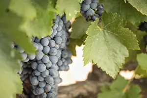 American Viticulture Drucke: Grapes, grape vine, grape vineyard
