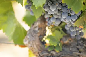 Wine Growing Region Drucke: Grapes, grape vine, grape vineyard