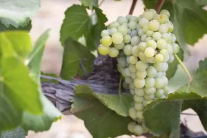 Wine Growing Region Drucke: Grapes, grape vine, grape vineyard