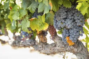 Wine Growing Region Drucke: Grapes, grape vine, grape vineyard