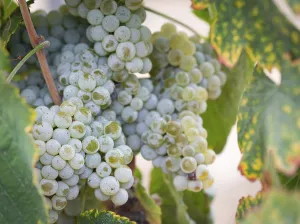 Wine Growing Region Drucke: Grapes, grape vine, grape vineyard