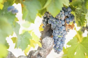 Wine Growing Region Drucke: Grapes, grape vine, grape vineyard