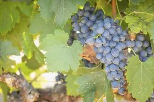 Wine Growing Region Drucke: Grapes, grape vine, grape vineyard