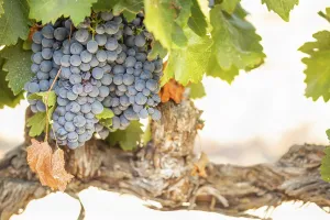 Wine Growing Region Drucke: Grapes, grape vine, grape vineyard