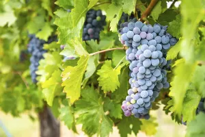 Wine Growing Region Drucke: Grapes, grape vine, grape vineyard