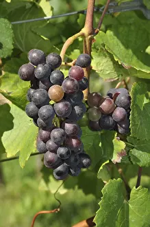 Vineyard Agriculture Drucke: Grapes, grape, wine, blue, grape