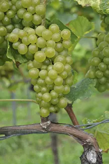 Agricultural Landscapes Drucke: Grapes, grape, wine, grape, grape