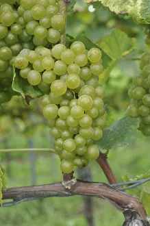 Vineyard Scene Drucke: Grapes, grape, wine, grape, grape