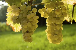 Wine Grape Vine Drucke: Grapes in back light