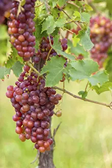 Rhineland Palatinate Drucke: Grapes (Vitis sp.) on the vine