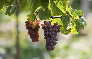 Wine Growing Region Germany Drucke: Grapes (Vitis sp.) on the vine