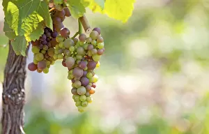 German Wine Region Drucke: Grapes (Vitis sp.) on the vine