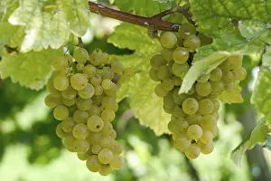 Vine Leaves Drucke: Grapevine