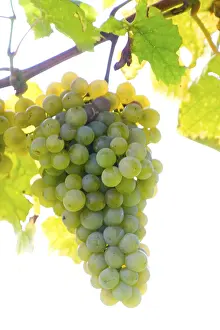 Autumn Landscape Drucke: Grapevine