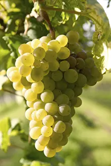 Autumn Color Drucke: Grapevine