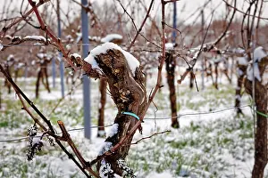 Vineyard Landscape Photo Drucke: Empty grapevine covered in snow in winter