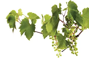 Fruit Nutrition Drucke: Grapevine with growing grapes