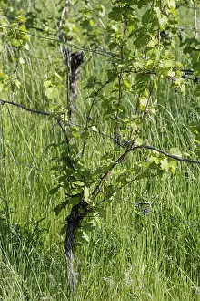 Vineyard Landscape Germany Drucke: Grapevine in spring, vineyard, vine