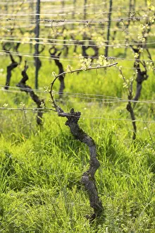 German Vineyard Landscape Drucke: Grapevines in spring, viticulture