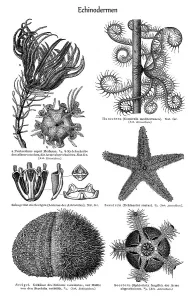Historical Animal Illustrations Online Drucke: Graphic image of Echinoderms (Echinodermata)