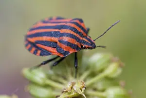 Pterygote Insect Photos Drucke: Graphosoma italicum, minstrel bug