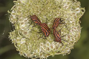 Schwarzer Käfer Drucke: Graphosoma lineatum, Baumwanze