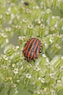 Drucke von Graphosoma lineatum, gestreifter Käfer Eupleridae Drucke: Graphosoma lineatum, gestreifte Wanze.