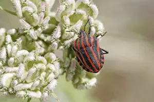 Drucke von Ein schwarz-weiß gestreifter Käfer, Graphosoma lineatum, in natürlicher Umgebung Eupleridae Drucke: Graphosoma lineatum