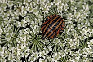 Italian Striped Bug Drucke: Graphosoma lineatum, striped bug