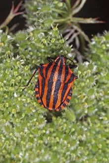 Drucke von Graphosoma lineatum, gestreifter Käfer Eupleridae Drucke: Graphosoma lineatum, gestreifter Käfer.