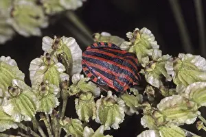 Italian Striped Bug Drucke: Graphosoma lineatum, striped bug