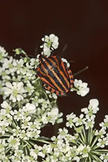 Natural Environment Animals Drucke: Graphosoma lineatum, striped bug