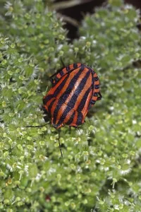 Drucke von Graphosoma lineatum, gestreifter Käfer Eupleridae Drucke: Graphosoma lineatum, gestreifter Käfer.