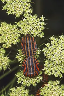 Drucke von Graphosoma lineatum, gestreifter Käfer, Paarung Eupleridae Drucke: Graphosoma lineatum, gestreifte Wanze, Paarung.