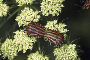 Drucke von Graphosoma lineatum, gestreifter Käfer, Paarung Eupleridae Drucke: Graphosoma lineatum, gestreifter Käfer, Paarung.