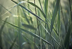 Detailed Plant Images Drucke: Gras
