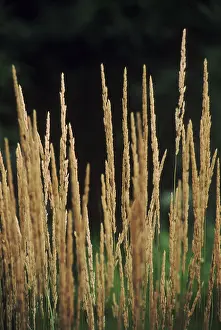 Summer Vegetation Drucke: Grass