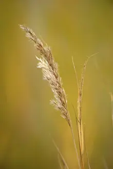 Nature Conservation Area Photo Drucke: Grass
